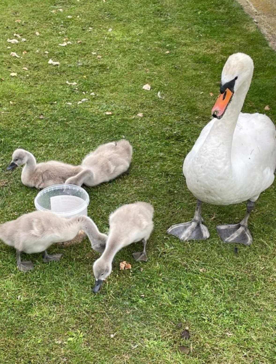 Swan View Retreats # Hottub # Egg Chair # Bbq & Bikes Included 8 Berth Tattershall Esterno foto